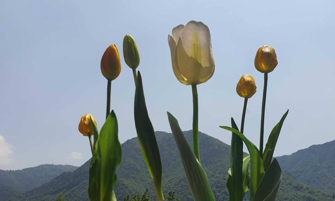 Pieve Vecchia Bed & Breakfast | APARTMENT B&B TULIPANO DOUBLE ROOMS WITH TERRACE