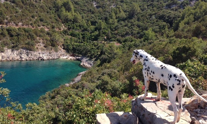 Pokrivenik Apartment | Apartment Filip - Pokrivenik, sea view and 5 min to the beach,