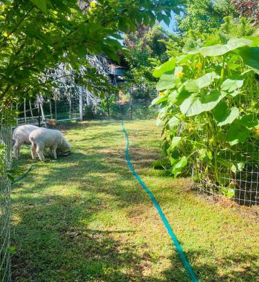 Flora Hill Apartment | Bird Paradise & mini farm