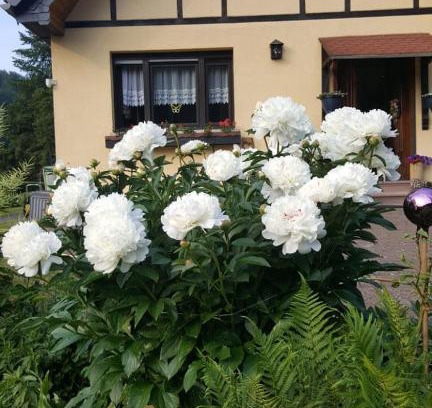 Stolberg House | Birkenhain