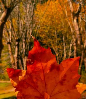 Jardim Andira House | Cantinho do aconchego