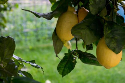 San Salvatore Apartment | Casa del Sole