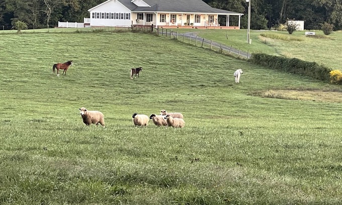 Mount Jackson Other | Charming FarmHouse with animal meet&greet