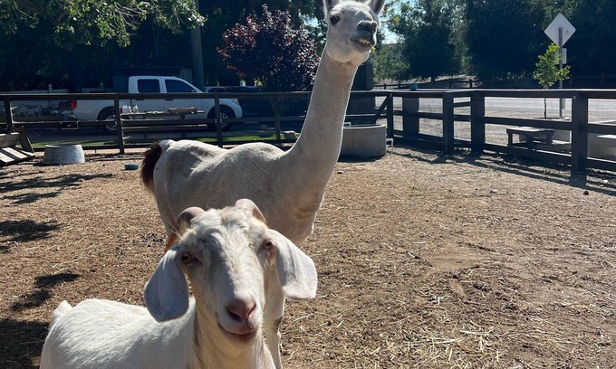 Thousand Oaks Apartment | Close to downtown, with a llama and alpaca on the property