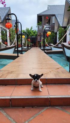 Dien Duong Hotel | Coco Bungalows Hoi An