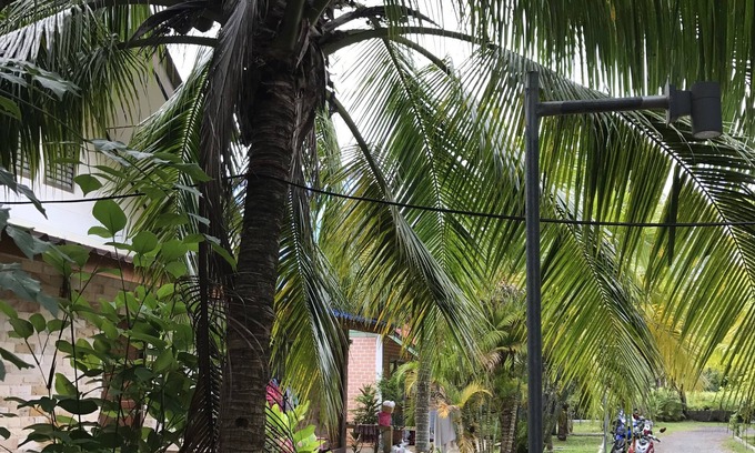 Sa Khu Villa | Coconut Bungalow