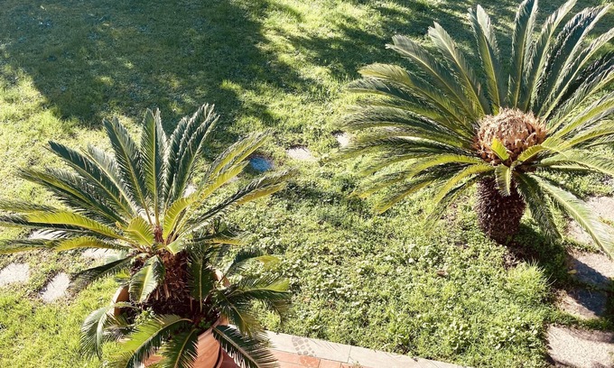 Montignoso Apartment | Comfortable independent apartment, surrounded by greenery, a few minutes from the sea