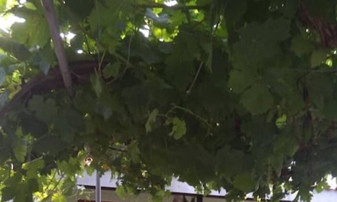 Archaia Olympia Apartment | Country House Christopoulos