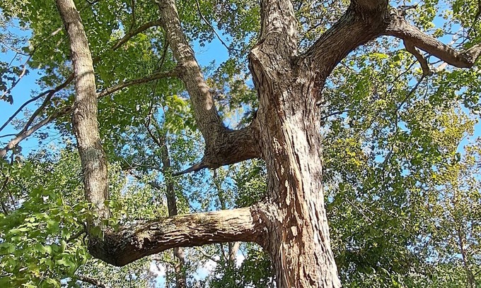 Murphysboro Cabin | Cozy cabin close to Kinkaid Lake Murphysboro