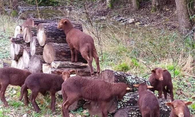 Monoblet House | Gîte Cévennes: Piscine, Lamas, Rivière