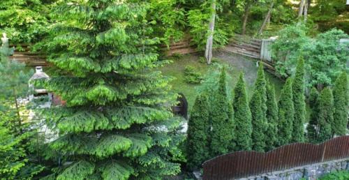 Sinaia Apartment | George Apartament Central cu gradina proprie