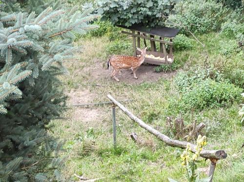 Litomerice Apartment | Hájovna