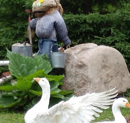 Saint-Felix-d'Otis House | Hebergement Cerfs-Tifie fermette