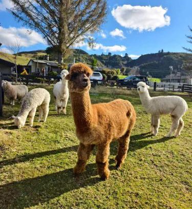 Ngongotaha Resort | Hideaway of Rotorua