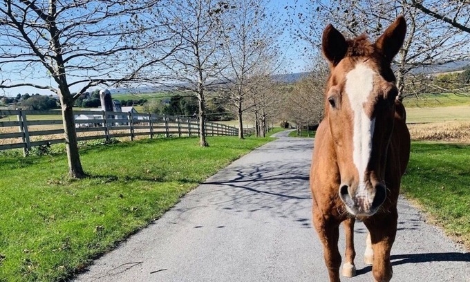 Annville Other | Hilltop Mansion near LVC and Hersheypark!