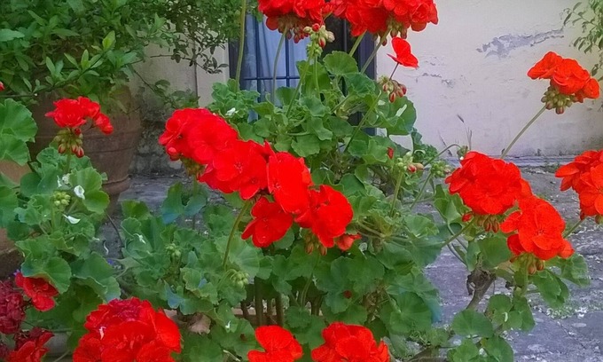 Scandicci Other | Hilltop paradise cottage, a stone's throw from Florence