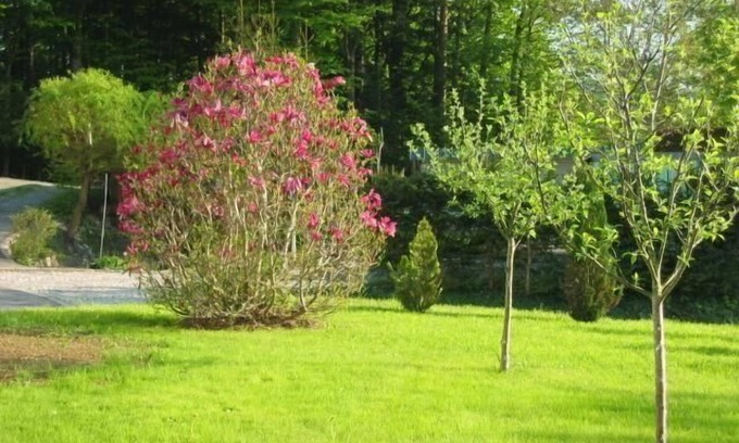 Neuschoenau Apartment | Holiday flat "Gottal" with terrace