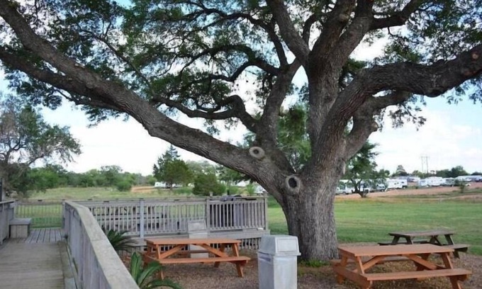 Cuero Hotel | Hotel O Executive Inn & Suites Cuero Hwy 87