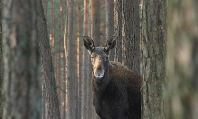 Goniadz Apartment | Kwatera na Bagnach