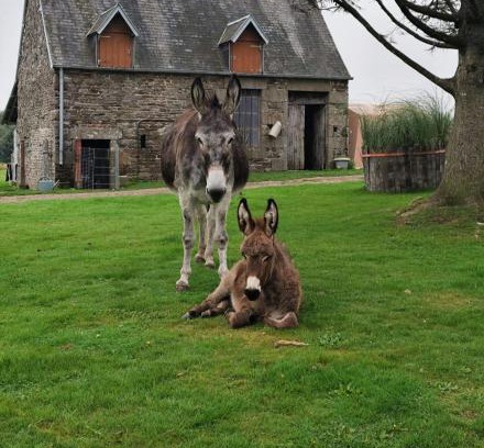 Le Menil-Ciboult Other | La Billardière Camping à la Ferme