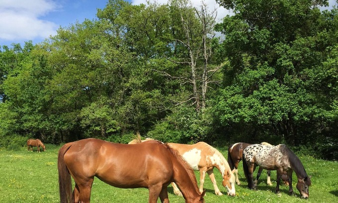 Saint-Benoit House | Large house (6p) in the heart of nature