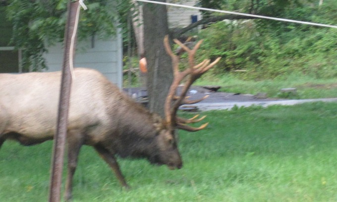 Byrnedale House | Located In The Heart Of Elk Country, Bennetts Branch Lodge Is A Beautiful Home.
