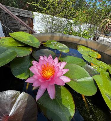 Ravine des Cabris Cabin | Lotus Garden - Île de la Réunion