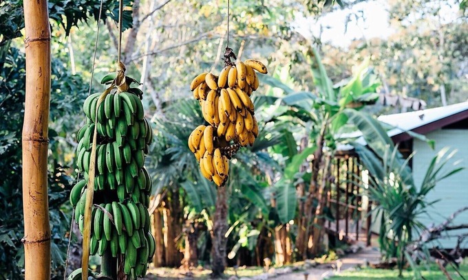 Cristo Rey House | Lucky Dreamer Lodge - Jungle Bungalow & Riverside Retreat ~ Fast WiFi - Kayak