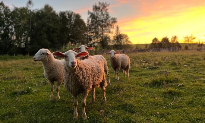 Lomnice House | Meadows House Lomnice