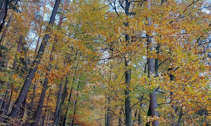 Bobenthal Apartment | Modernes kleines Apartment im Wasgau