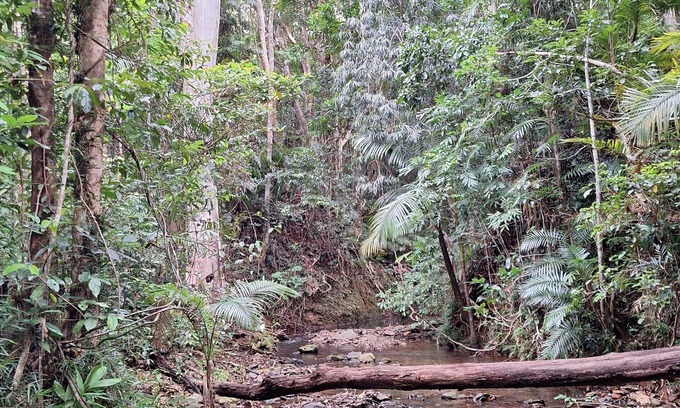 Cow Bay House | New, 40% off, creek, beach, cassowaries, acreage, rainforest, swimming holes