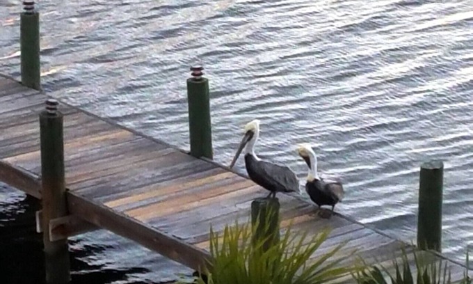 Cudjoe Key House | Oceanside home, dock,kayaks,bikes,pool,fishing,111