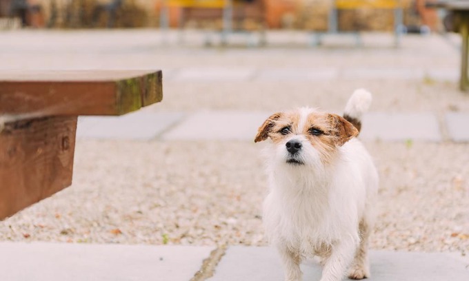 Selsted Cabin | Olive Tree Cottage - a cottage that sleeps 4 guests in 2 bedrooms