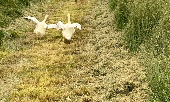 Waldron House | Peace and tranquility in the country with quick access to Kansas City