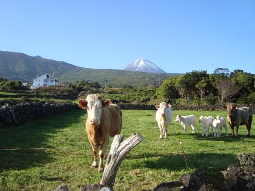 Cais do Pico Apartment | PICO HOLIDAY RENTALS , Casa Do Canto