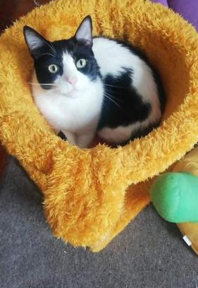 Callao Hotel | Posada de los gatos