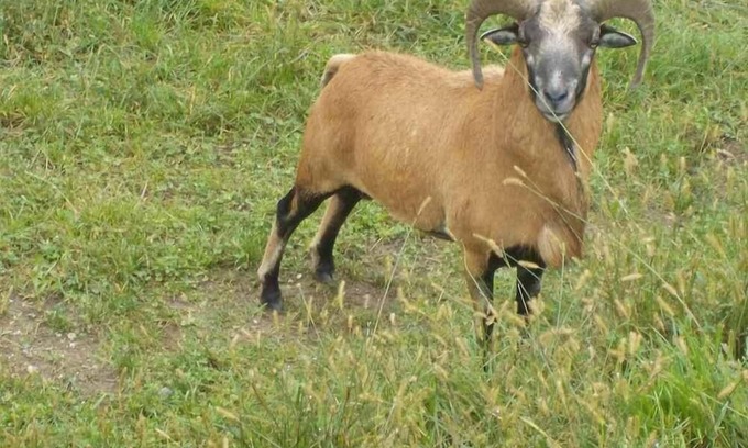 Lavamuend Apartment | Relaxing holiday surrounded by nature away from the hustle and bustle.