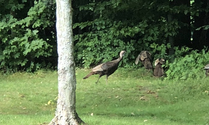 Clymer Condo | Relaxing Peek ‘n Peak Ski & Golf Condo near the slopes