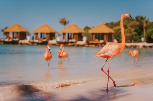 Oranjestad Resort | Renaissance Wind Creek Aruba Resort