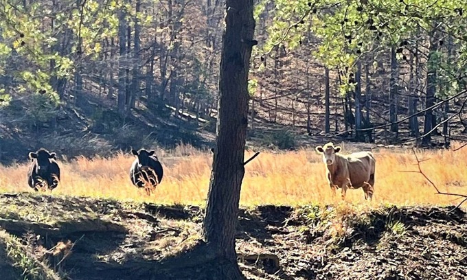 Clay City RV Rental | RV Campground at The Holler #12