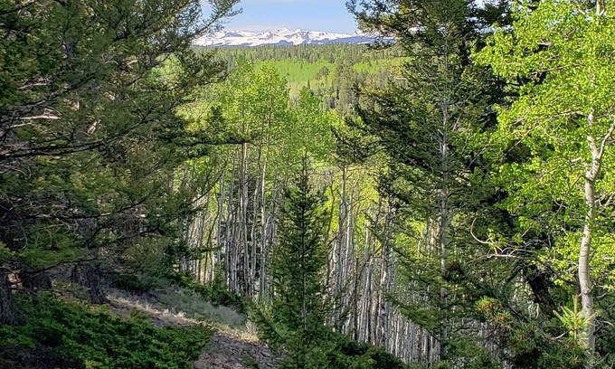 Cimarron RV Rental | RV Lot nestled in the Aspens!