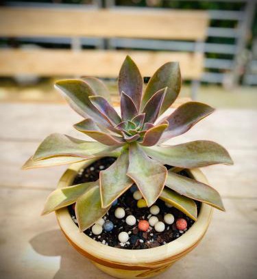 Sa Pa Cabin | Sapa Succulent Garden Homestay