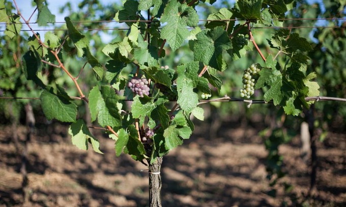 Velke Bilovice House | Sklípek Vinařství Paul