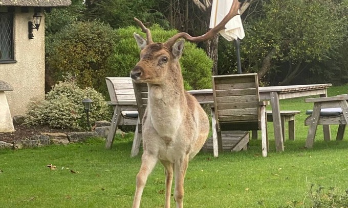 New Forest District Apartment | Stag Cottage – New Forest Romantic Hideaway