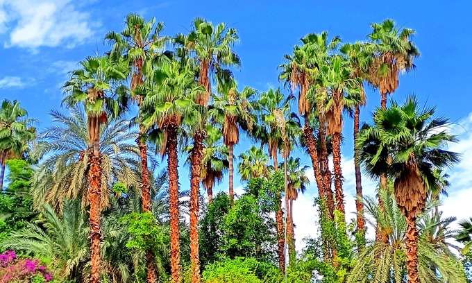 Majorelle Apartment | Superbe Apt Vue Exceptionnelle sur les Jardins Majorelle, Rue Yves Saint Laurent
