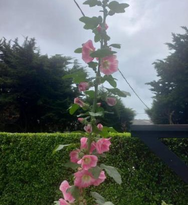 Nuwara Eliya Hotel | The City Grand Resort Nuwara Eliya