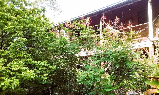 San Ignacio Apartment | Treetop 'Jungle Like' Escape in San Ignacio – Your Belize Oasis Awaits!