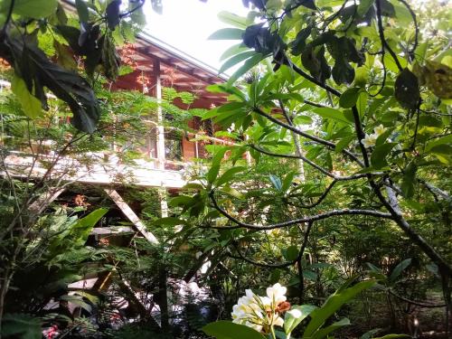 San Ignacio Apartment | Treetop Jungle Like Escape in San Ignacio Your Belize Oasis Awaits