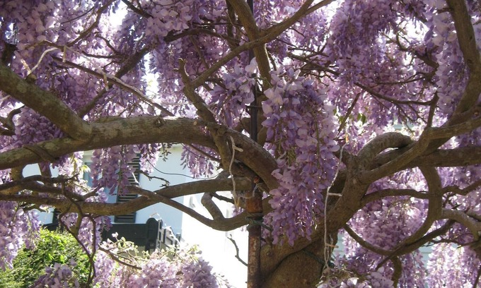 Cheltenham Ski Chalet | Twin-bedded detached self-catering studio with large patio, Cheltenham Town