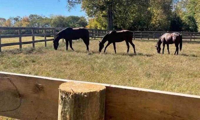 Lexington House | Unbeatable Location: Trackside Farm at Keeneland